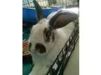 Adopt Bubba George a Bunny Rabbit