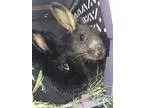 Adopt Storm and Shadow Cat a Bunny Rabbit
