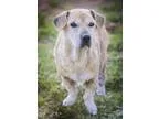 Adopt Honey Bea a Jack Russell Terrier Corgi