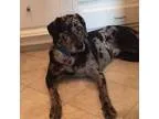 Adopt Foster a Catahoula Leopard Dog Labrador Retriever
