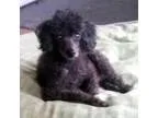 Adopt Pierre a Poodle