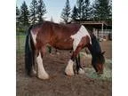 Flashy GypsyFriesian cross for sale