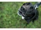 Adopt Bella a Labrador Retriever