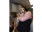 Adopt Scout a RedGoldenOrangeCh estnut Labrador Retriever  Mixed