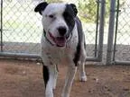 Adopt VALENTINE a American Pit Bull Terrier  Mixed dog in Santa 