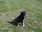Adopt Rex a Labrador Retriever