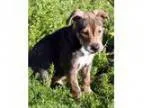 Adopt Maggs Pup - Crane a Australian Shepherd Labrador Retriever
