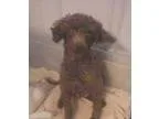 Adopt Yoyo a Poodle