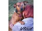 Adopt Vlad a RedGoldenOrangeCh estnut Labrador Retriever  Beagle