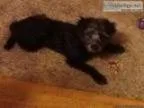 Black poodle puppy very lovable