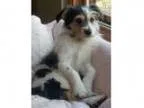Adopt CHARLIE a Jack Russell Terrier