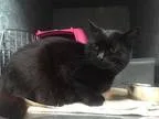 Adopt Tilly a All Black Domestic Mediumhair  Mixed (medium coat)