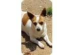 Adopt Scooby a White - with Red Golden Orange or Chestnut Jack R