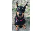 Adopt Angel a Black - with Tan Yellow or Fawn Doberman Pinscher 