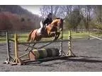 Thoroughbred Gelding will go in any ring