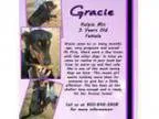 Adopt Gracie a Rottweiler Australian Cattle Dog (Blue Heeler)