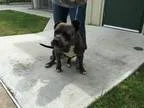 Adopt Ferdinand a Staffordshire Bull Terrier Pit Bull Terrier