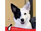 Adopt Daisy a Australian Shepherd