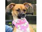 Adopt Velma a Pug
