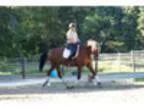 Unique Opportunity to own this flashy Hanoverian gelding