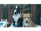 Adopt Danny a Black - with White American Pit Bull Terrier  Mixe