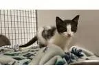 Adopt Olga a All Black Domestic Mediumhair  Mixed cat in Santa P