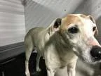 Adopt Rigby a TanYellowFawn Jack Russell Terrier  Mixed dog in K