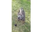 Adopt Schindler a Pit Bull Terrier