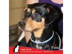 Adopt Patsy a Miniature Pinscher