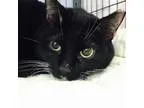 Adopt Rebos a All Black Domestic Shorthair  Mixed cat in Norfolk