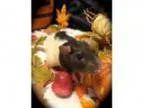 Adopt Nutmeg a Rat