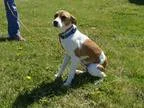 Adopt SHELDON a TanYellowFawn Jack Russell Terrier  Mixed dog in