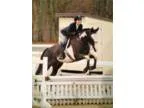 Well proven show horse ready to win