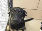 Adopt KAYLA a German Shepherd Dog  Labrador Retriever  Mixed dog