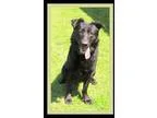 Adopt Shadow - IN TRAINING a Black German Shepherd Dog  Mixed do