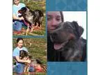 Adopt Gemma a Australian Shepherd