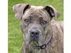 Adopt Opal a Black American Pit Bull Terrier  Mixed dog in Wichi