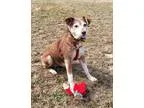 Adopt Murphy a Jack Russell Terrier Whippet