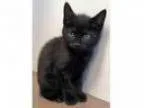 Adopt ADOPTED Chris (Oswego) a Domestic Medium Hair