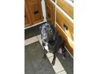 Black and Silver Malti-Poo Puppy