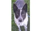 Adopt Amore a Black - with White Australian Cattle Dog  Mixed do