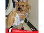 Adopt Bear a Shepherd