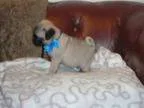 tertev pug puppies
