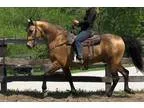 Big and stout Buckskin trail mount with miles of experience