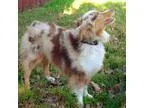 Adopt Newt - TOYMINI AUSSIE a Merle Australian Shepherd  Mixed d