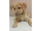 Adopt Cody a RedGoldenOrangeCh estnut Golden Retriever  Flat-Coa