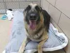 Adopt Moye a Pug