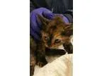 Adopt Johanna a All Black Domestic Shorthair  Mixed cat in Santa
