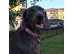 Adopt BABY - Dallas a GrayBlueSilverSal t and Pepper Weimaraner 
