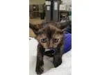 Adopt Jennifer a All Black Domestic Shorthair  Mixed cat in Sant